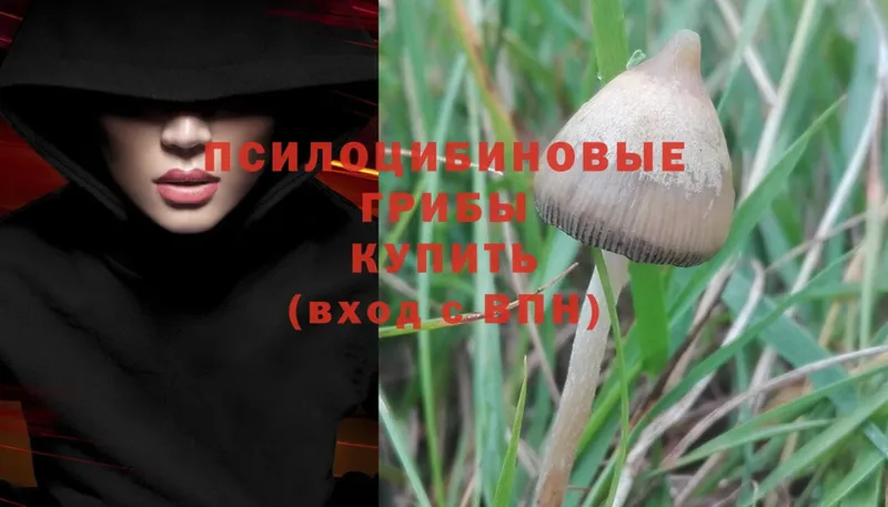 Галлюциногенные грибы Psilocybe  Рязань 